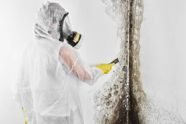 Best Mold Remediation  in Terrell, TX