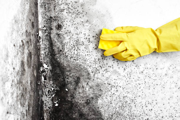 Best Mold Removal Near Me  in Terrell, TX