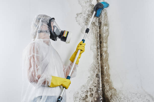 Best Mold Damage Repair  in Terrell, TX