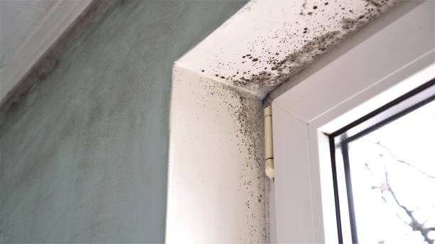 Best Black Mold Removal  in Terrell, TX