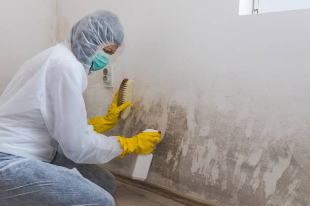 Best Mold Cleaning Services  in Terrell, TX