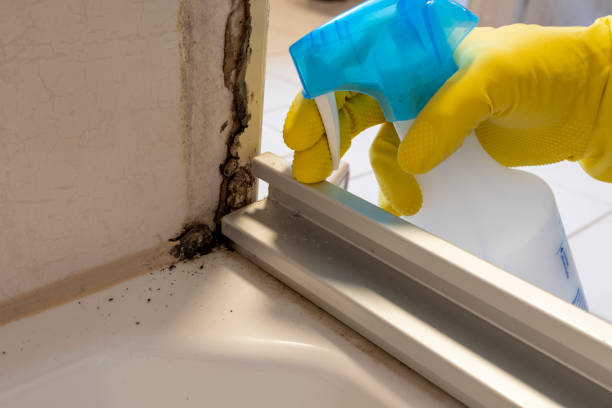 Best Mold Remediation  in Terrell, TX