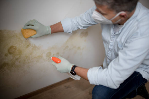 Best Mold Removal Specialists  in Terrell, TX