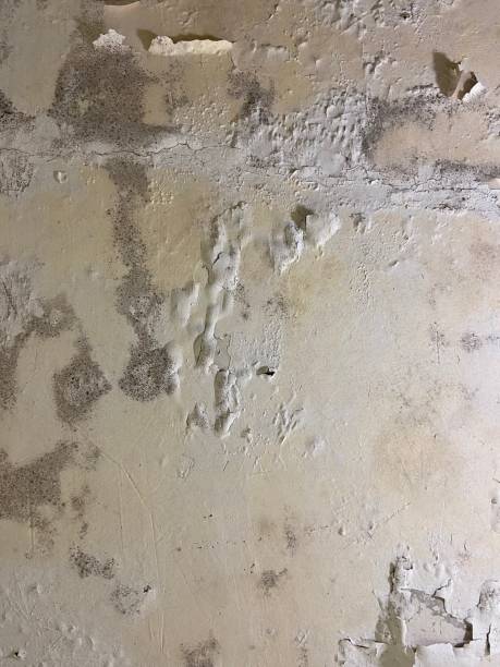 Best Black Mold Removal  in Terrell, TX