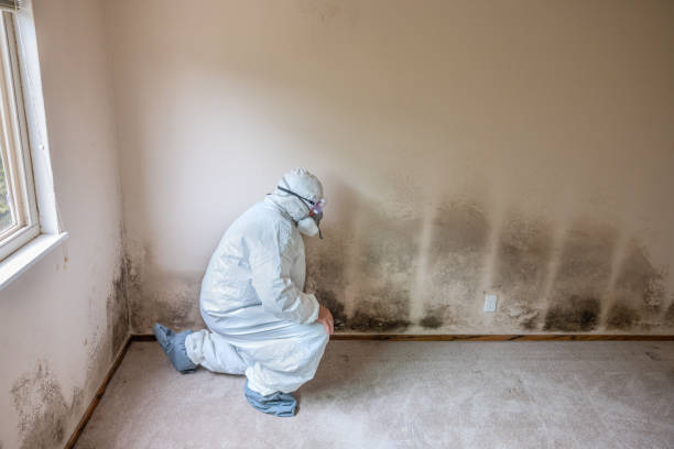 Best Same-Day Mold Removal  in Terrell, TX