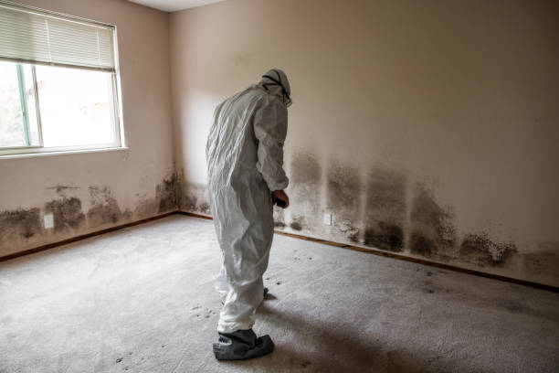 Best Toxic Mold Removal  in Terrell, TX