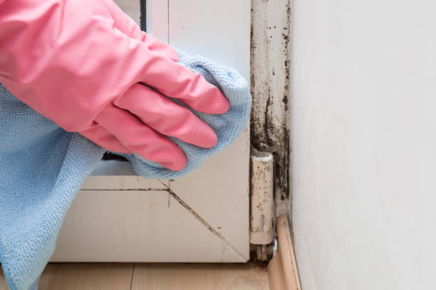 Best Affordable Mold Removal  in Terrell, TX