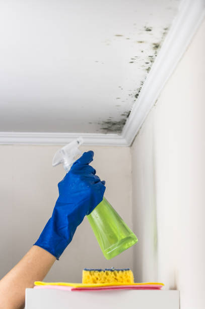 Best Same-Day Mold Removal  in Terrell, TX