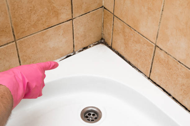 Best Mold Removal Company Near Me  in Terrell, TX