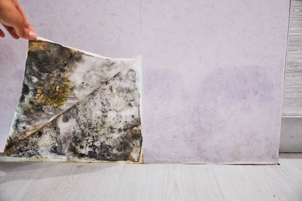 Best Mold Removal Near Me  in Terrell, TX
